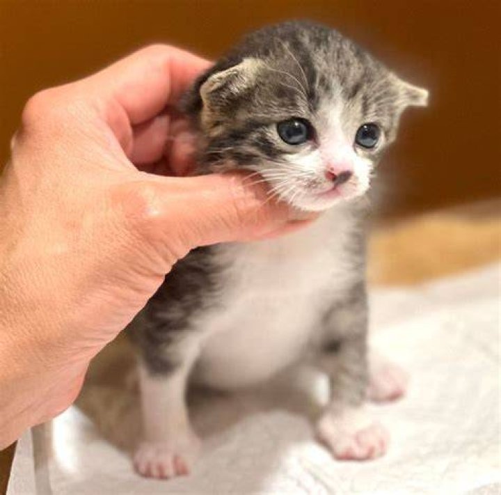 保護した子猫の健康チェックと観察を大切にするイメージ