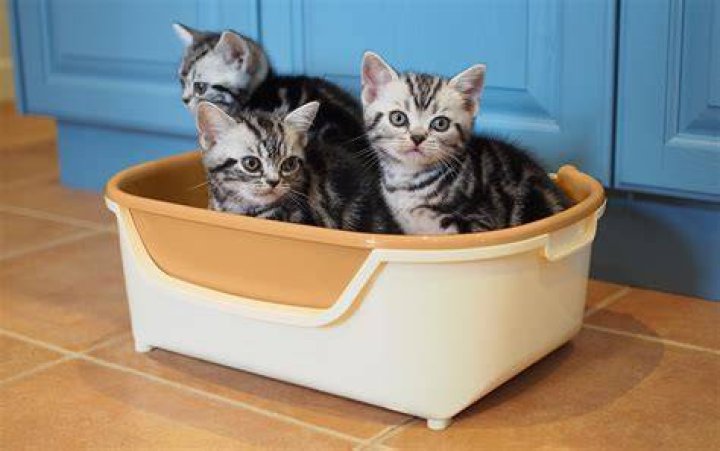 子猫のトイレ環境と隔離スペースを整えるイメージ