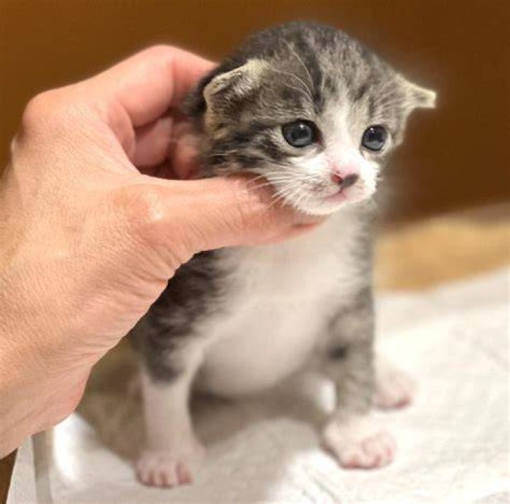 子猫の保護で隔離と衛生を優先する様子のイメージ
